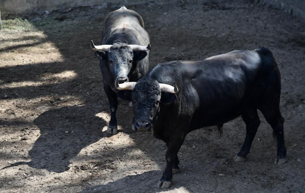 Desembarcan encierro de 'La Antigua' para la primera corrida del año en Tlaxcala Capital